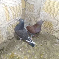 کبوتر|پرنده|مشگین شهر, |دیوار