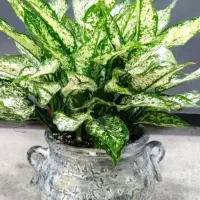 انواع گل‌های آپارتمانی وزینتی