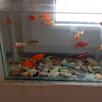 آکواریوم همراه ماهی