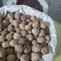 گردو امسالی درجه یک