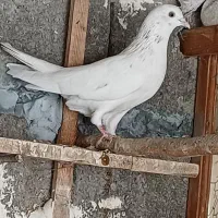 ۳ تا کبوتر فروشی|پرنده|جویبار, |دیوار