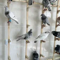 کبوتر یا کفتر سرور قزوینی