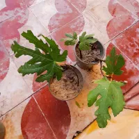 نهال انجیر|گل و گیاه طبیعی|کازرون, |دیوار