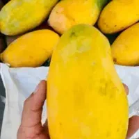 انبه قلم سندی فقط 290با کیفیت ترین