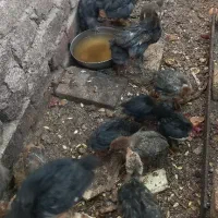جوجه بومی ۲ ماهه