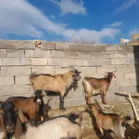 بزآلپای بزشیری بزنرسانن|حیوانات مزرعه|کهریزک, |دیوار