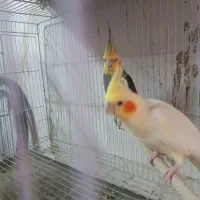 عروس هلندی مولد|پرنده|ساری, |دیوار