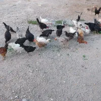 مرغ و خروس محلی