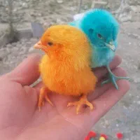 جوجه رنگی سالم سرحال شاداب