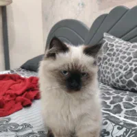 گربه پرشین هیمالین|گربه|چابهار, |دیوار