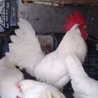 دو عدد خروس سفید و برهما