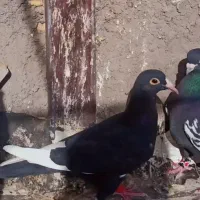 سیاه|حیوانات|رفسنجان, |دیوار