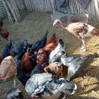 بوقلمون  جوجه|حیوانات مزرعه|مزرعه کتول, |دیوار