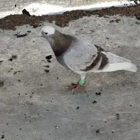 پلاکی گرفتنی