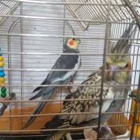 عروس هلندی نرماده