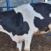 گاو گوساله نوبر|حیوانات مزرعه|مرودشت, کناره|دیوار