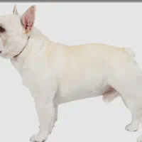 فرنچ بولداگ نر پلاتینیوم