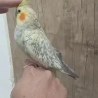 عروس هلندی دستی|پرنده|نسیم‌شهر, |دیوار