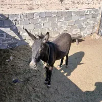 فروشی|حیوانات مزرعه|داراب, |دیوار