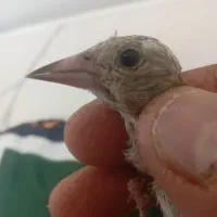 سهره نر