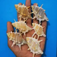 صدف دریایی آکواریوم|ماهی|کرمان, |دیوار