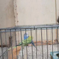 مرغ عشق|پرنده|اهواز, ملاشیه|دیوار