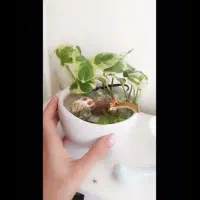 آب نماهای رومیزی مینیاتوری|صنایع دستی و سایر لوازم تزئینی|کرج, کوی مهر|دیوار