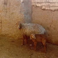 میش زایده بره ماده خوشکل