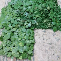 گرین وال|گل مصنوعی|کرج, خرمدشت|دیوار