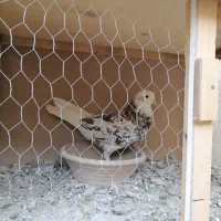 کفتر شازده سرور نر|پرنده|پاکدشت, خاتون آباد|دیوار