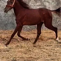 اسب