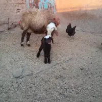 میش زاید و بز زایده و میش ابستن