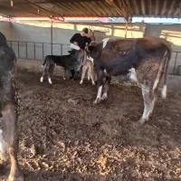 ۲راس گاوشکم اول پرشیر