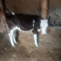 گوساله ماده اصل سمینتال دامازدخ