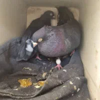 *کبوتر زاغ تهرونی*