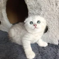 فروش گربههای ناز (اسکاتیش/بریتیش/پرشین)|گربه|رشت, گلسار|دیوار