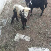 دوعدد بره نروماده