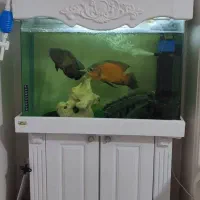 آکواریوم باماهی