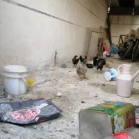 خروس و دوتکه گلین