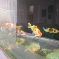 فروش ۵ کوی بزرگ گریدA