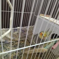 عروس هلندی نر بالغ|پرنده|مشهد, شهرک مهرگان|دیوار