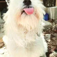 سگ حرف گوش کن پامر خرسی