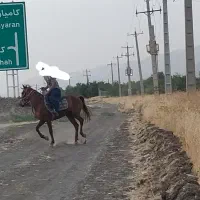 اسب شناسنامه‌دار|اسب و تجهیزات اسب‌سواری|کرمانشاه, |دیوار