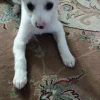 شیتزو اشپیتز|سگ|کرج, المهدی|دیوار