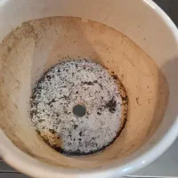 گلدان|گل و گیاه طبیعی|اهواز, ۳۰ متری|دیوار