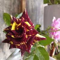 هدیه ولادت امام رضا