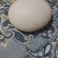 تخم مرغ محلی ودزرده محلی دونه ای8|خوردنی و آشامیدنی|بهارستان, |دیوار