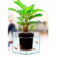 تنگ ماهی|مجسمه، تندیس، ماکت|بندر ماهشهر, |دیوار