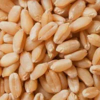 گندم بوجاری شده