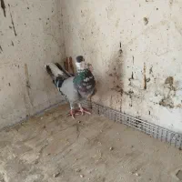 نربدرنگ و ماده دمگیر گلین کاکل|پرنده|اصفهان, کوجان|دیوار